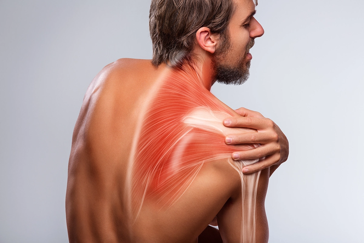 image depicting the shoulder